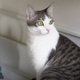 Image for article titled iPhone X at Six Months, Janelle Monáe's Odyssey, and Cat DNA: The Best Gizmodo Stories of the Week